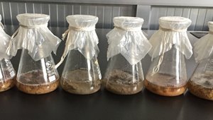 馬鈴薯加工薯渣廢水綜合利用關鍵技術